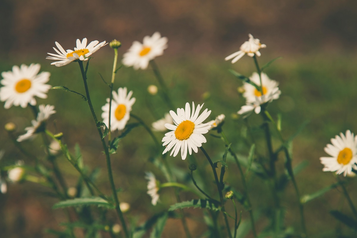 photo of daisies growing in a field