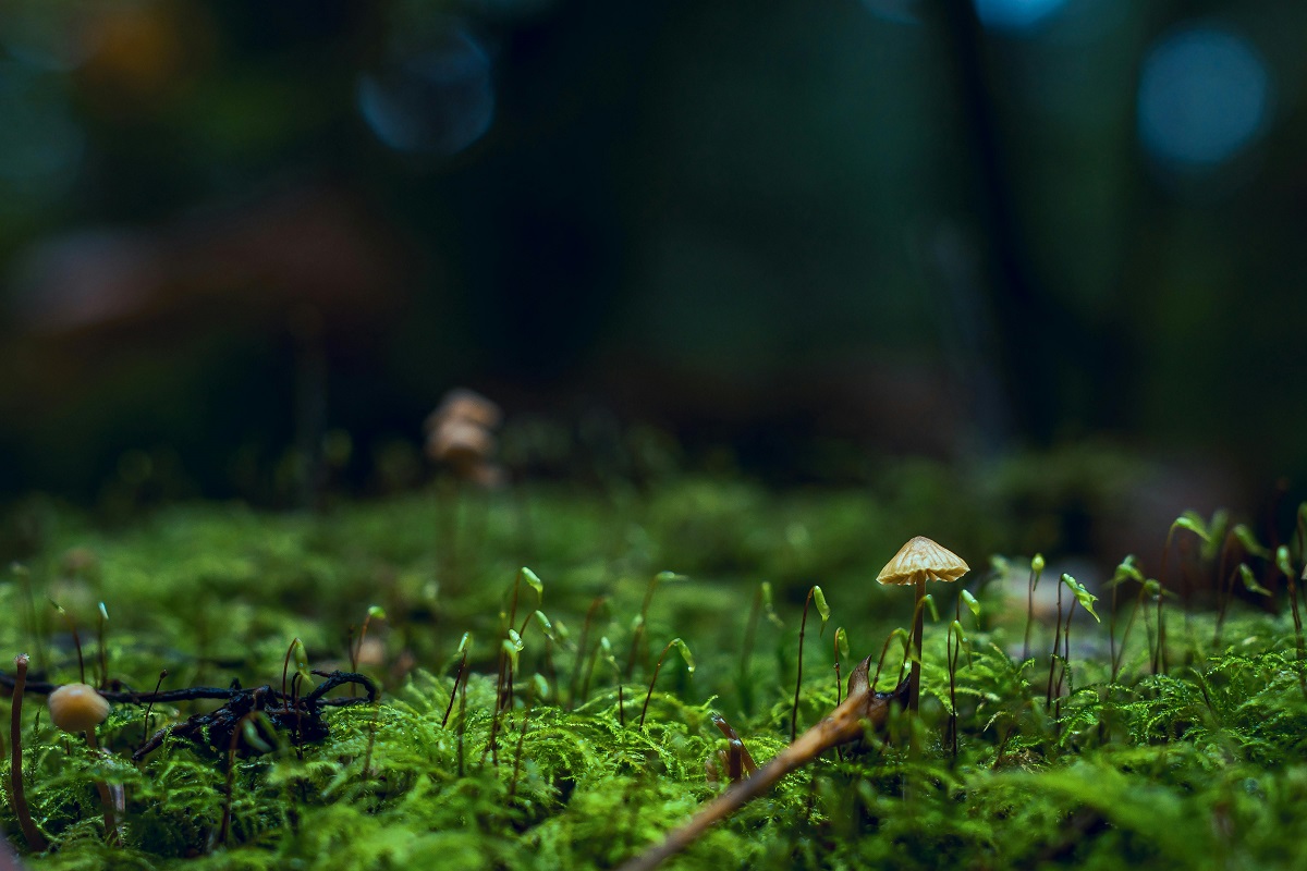photo of small mushrooms and moss in a forest after rain