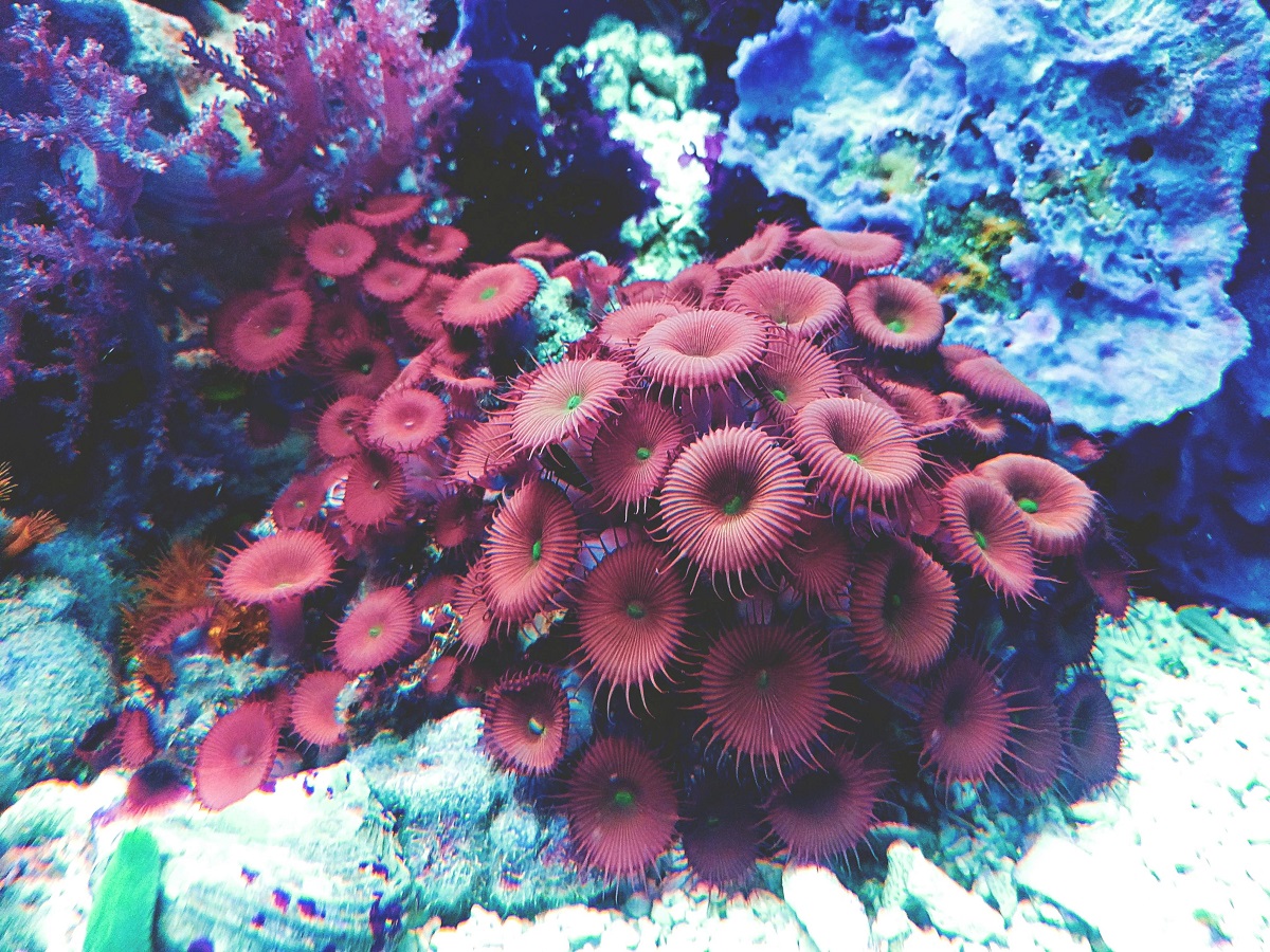 photo of a coral reef